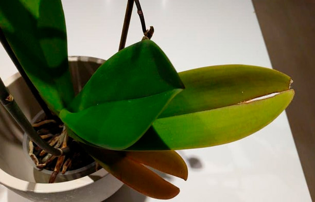 Perché le foglie delle orchidee si screpolano? Cause e soluzioni
